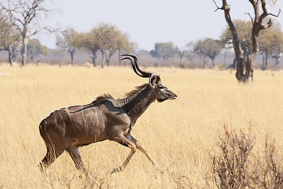 Hwange NP