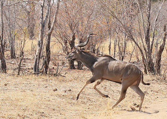 Hwange NP