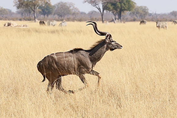 Hwange NP