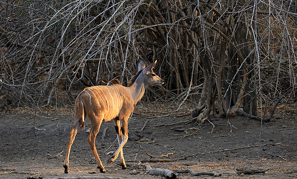 Mana Pools