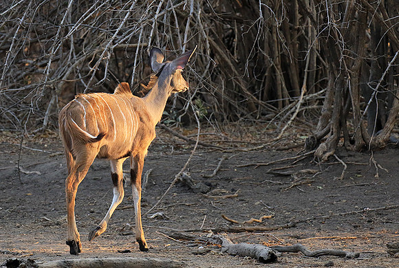 Mana Pools