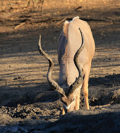 Mana Pools
