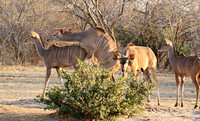 Mana Pools