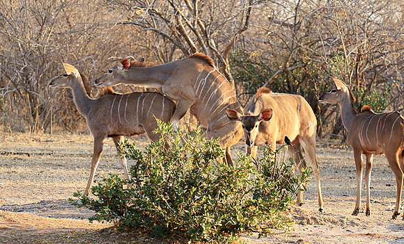 Mana Pools