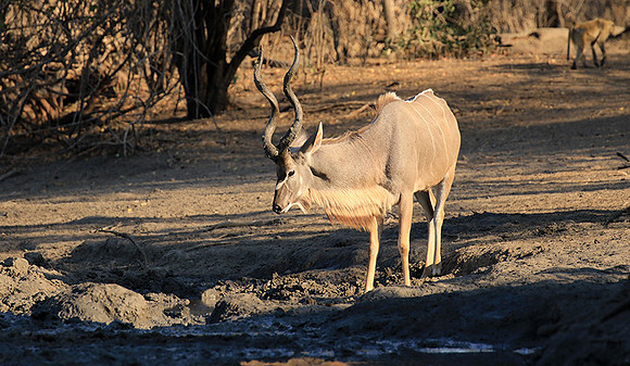 Mana Pools