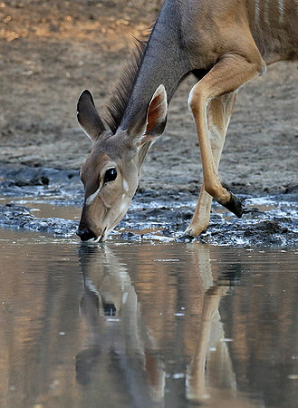 Mana Pools