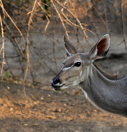 Mana Pools
