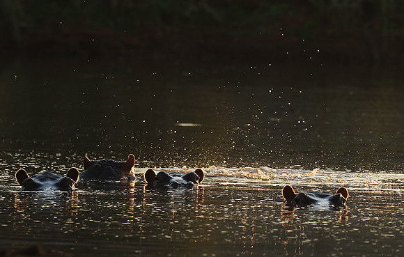 Malilangwe wildlife reserve