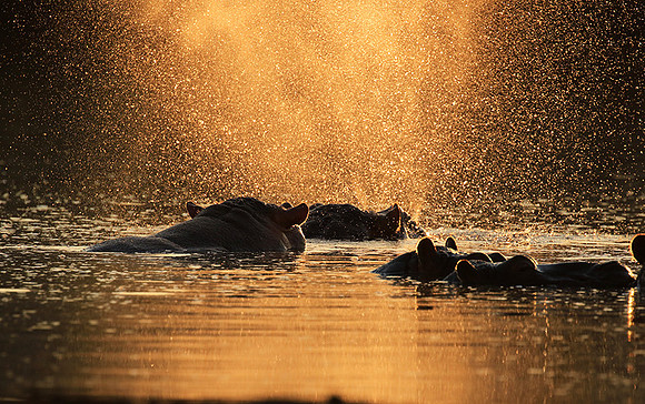 Malilangwe wildlife reserve