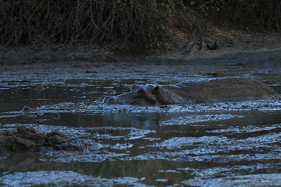 Mana Pools NP