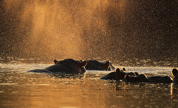 Malilangwe wildlife reserve