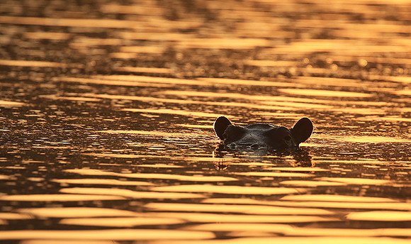Malilangwe wildlife reserve