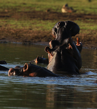 Malilangwe wildlife reserve