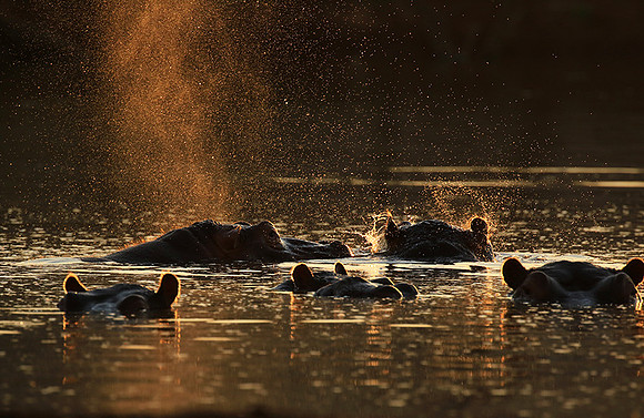 Malilangwe wildlife reserve