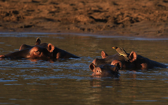 Malilangwe wildlife reserve