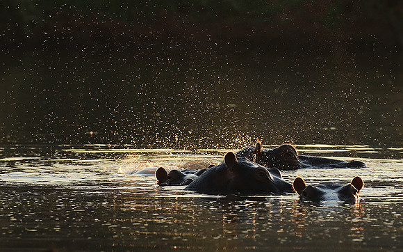 Malilangwe wildlife reserve