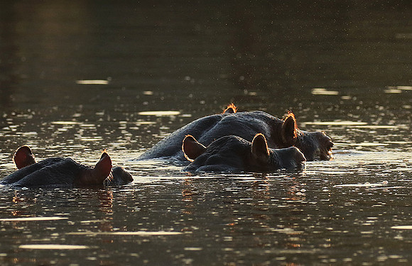 Malilangwe wildlife reserve