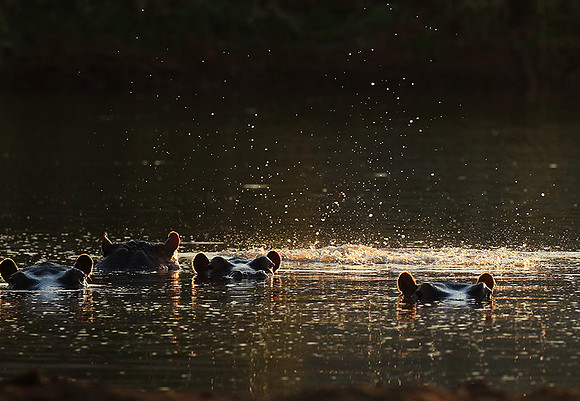 Malilangwe wildlife reserve