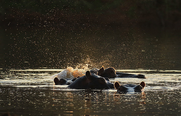 Malilangwe wildlife reserve