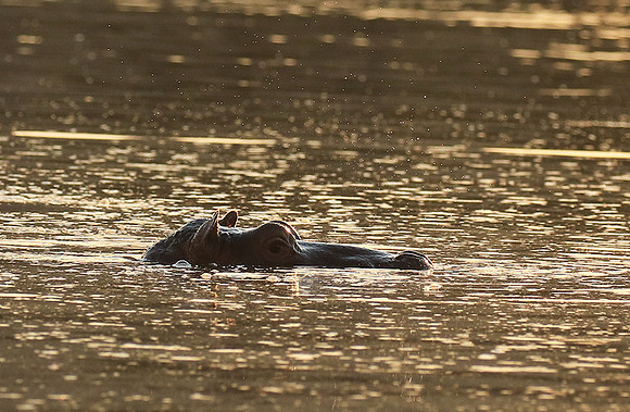 Malilangwe wildlife reserve