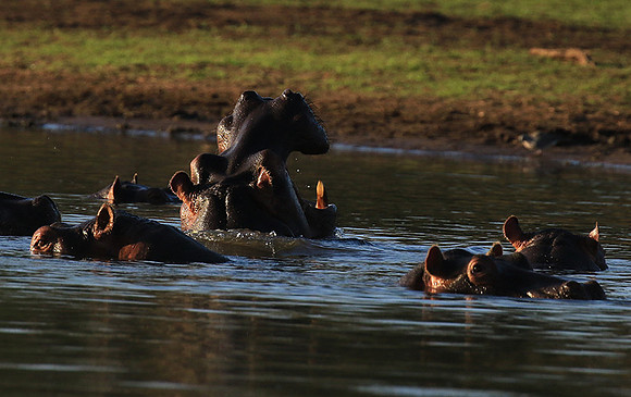 Malilangwe wildlife reserve