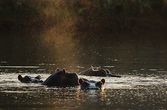 Malilangwe wildlife reserve