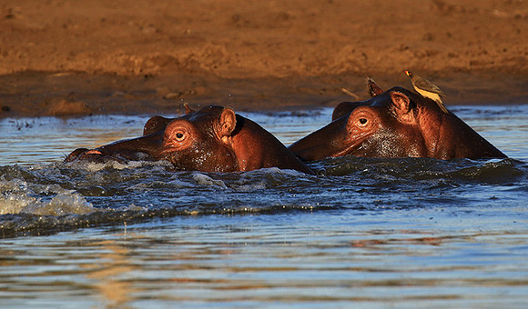 Malilangwe wildlife reserve