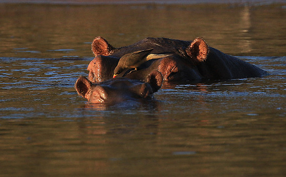 Malilangwe wildlife reserve