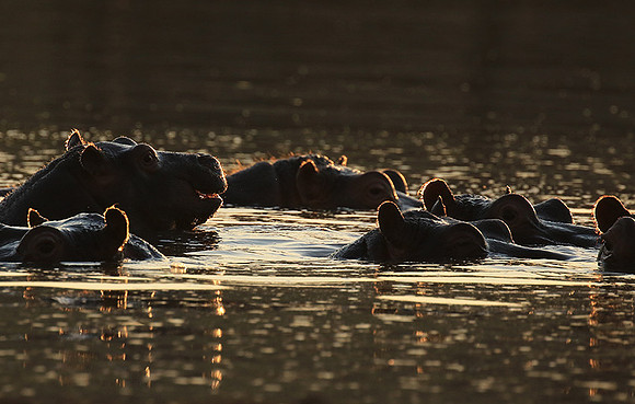 Malilangwe wildlife reserve