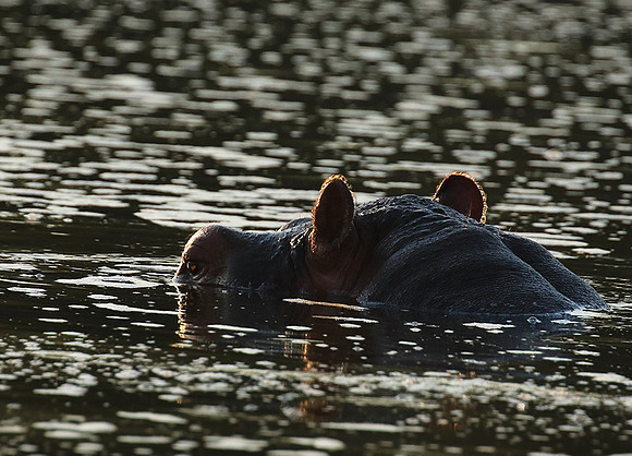 Malilangwe wildlife reserve