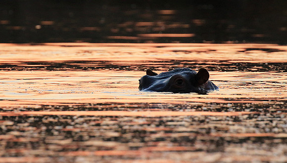 Malilangwe wildlife reserve