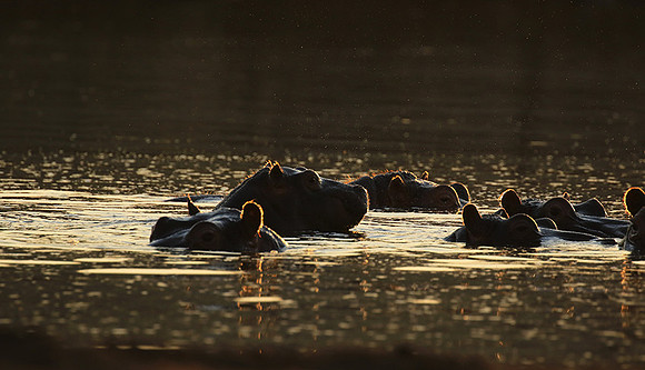 Malilangwe wildlife reserve
