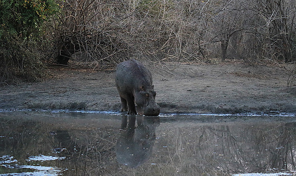 Mana Pools NP