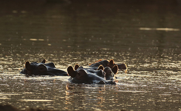 Malilangwe wildlife reserve