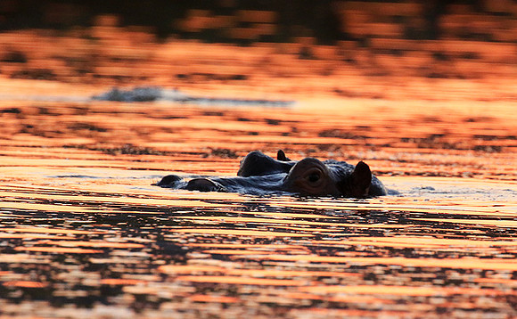 Malilangwe wildlife reserve