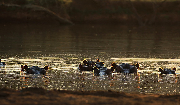 Malilangwe wildlife reserve