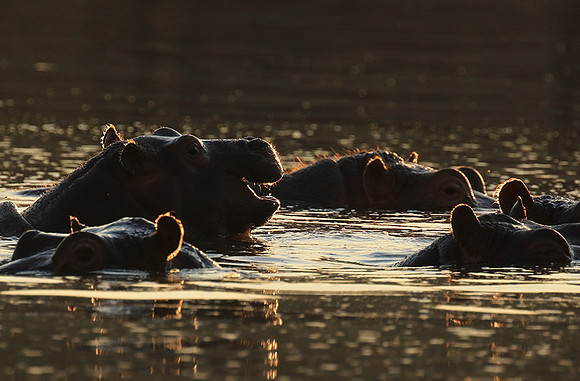 Malilangwe wildlife reserve