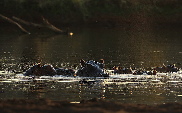 Malilangwe wildlife reserve