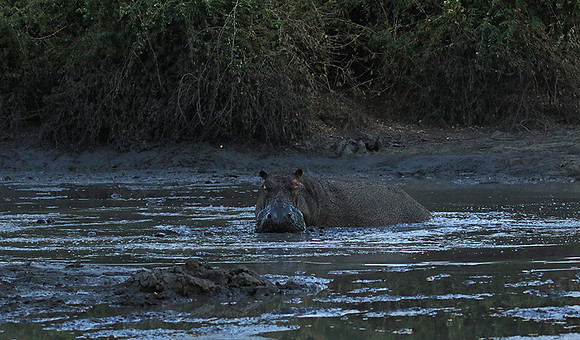 Mana Pools NP