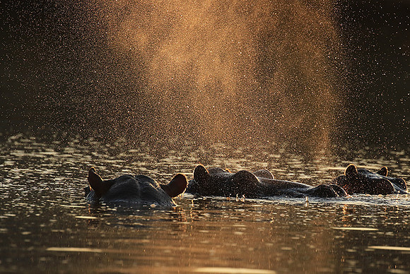 Malilangwe wildlife reserve