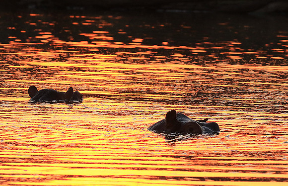 Malilangwe wildlife reserve
