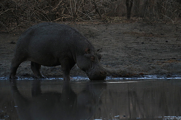Mana Pools NP