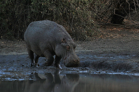 Mana Pools NP