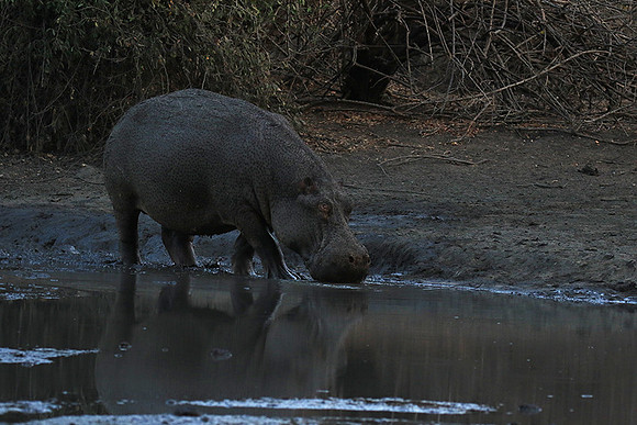 Mana Pools NP
