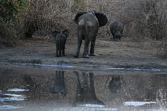Mana Pools NP