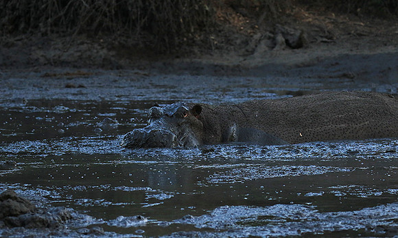 Mana Pools NP