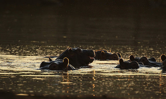 Malilangwe wildlife reserve