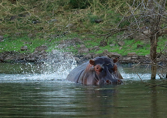 Malilangwe wildlife reserve
