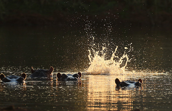 Malilangwe wildlife reserve