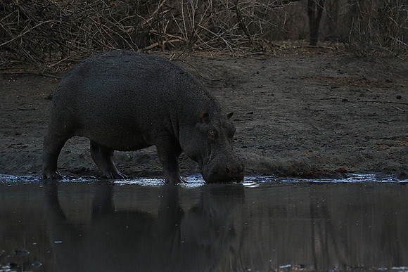 Mana Pools NP